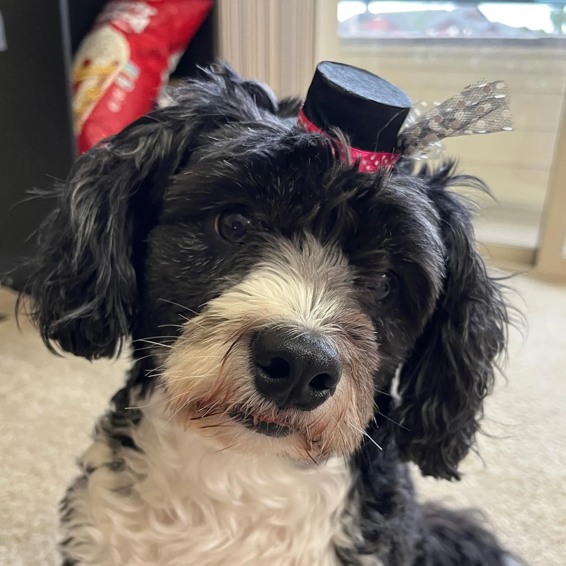 Curly haired black and white dog wearing a tiny top hat