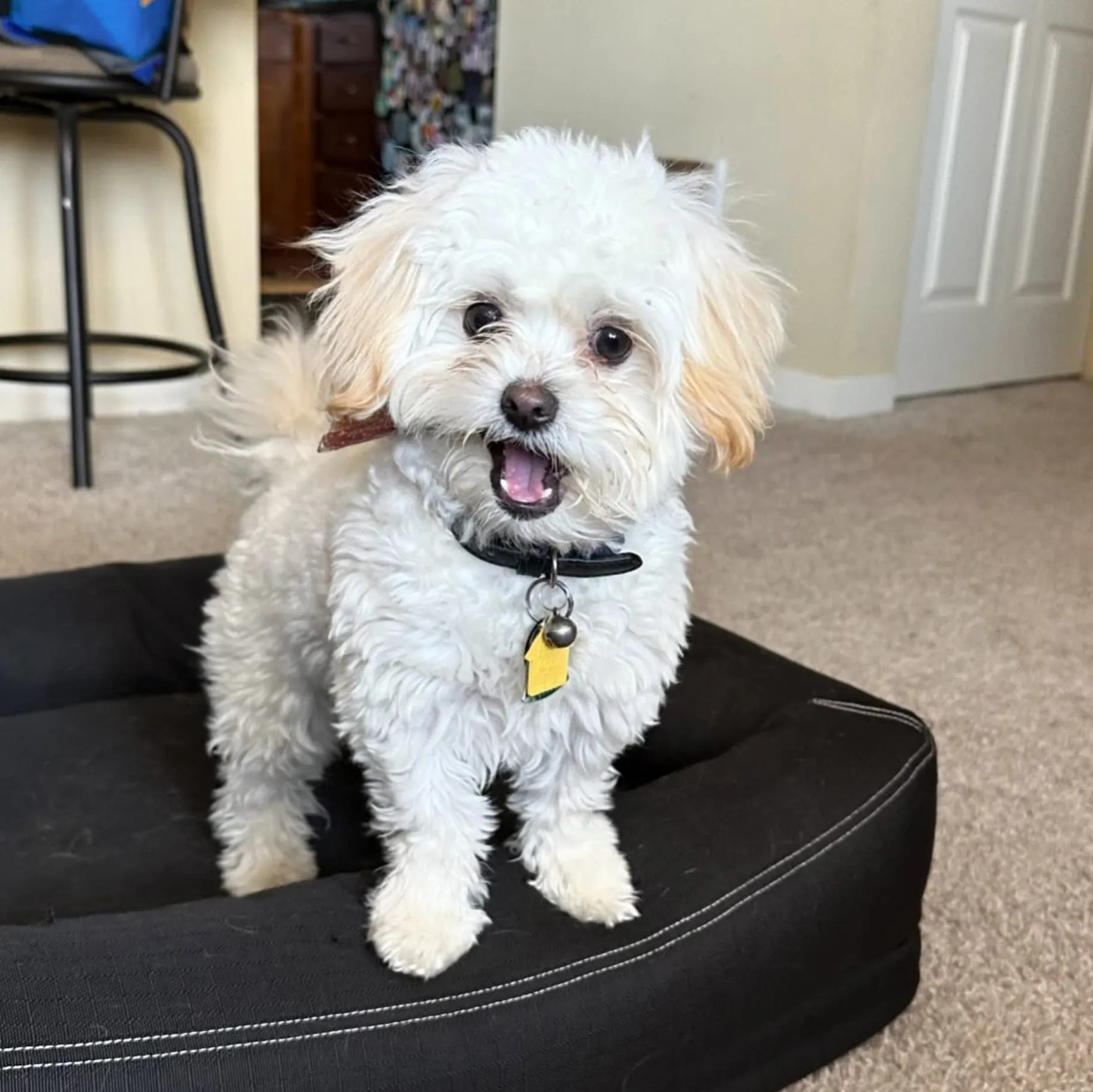 Small curly haired white dog holding a bone
