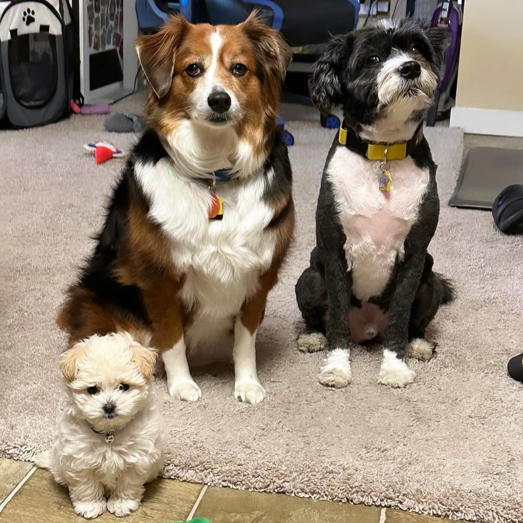 Three dogs sitting together