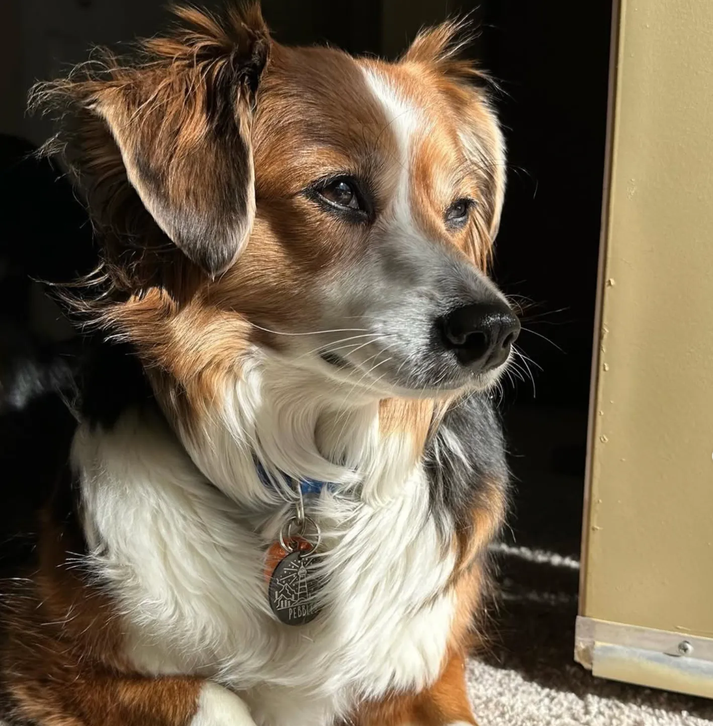 Tri-colored aussie dog looking at a light